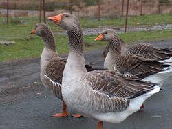 <p>geese</p>