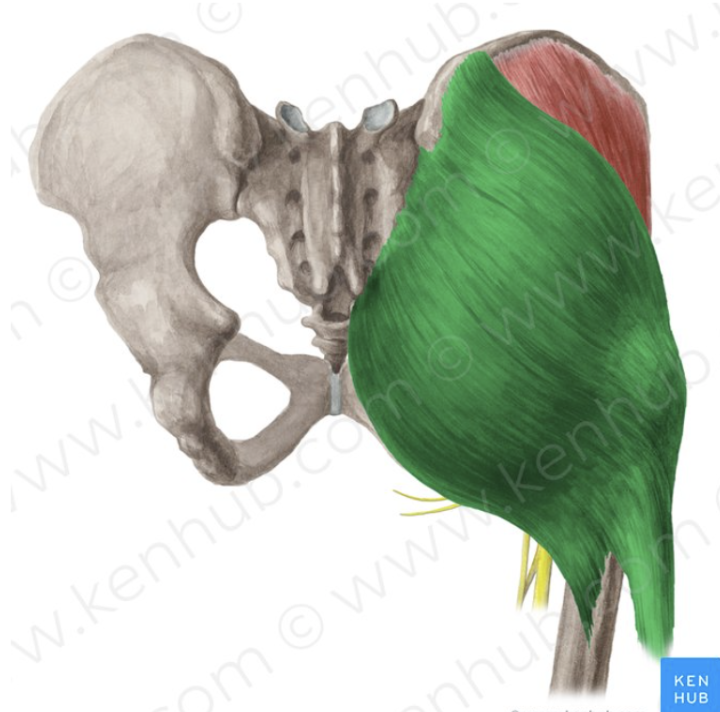 term image