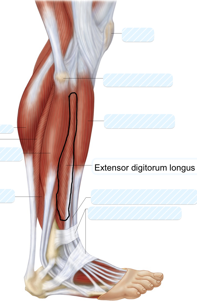 <p>extensor digitorum longus</p>
