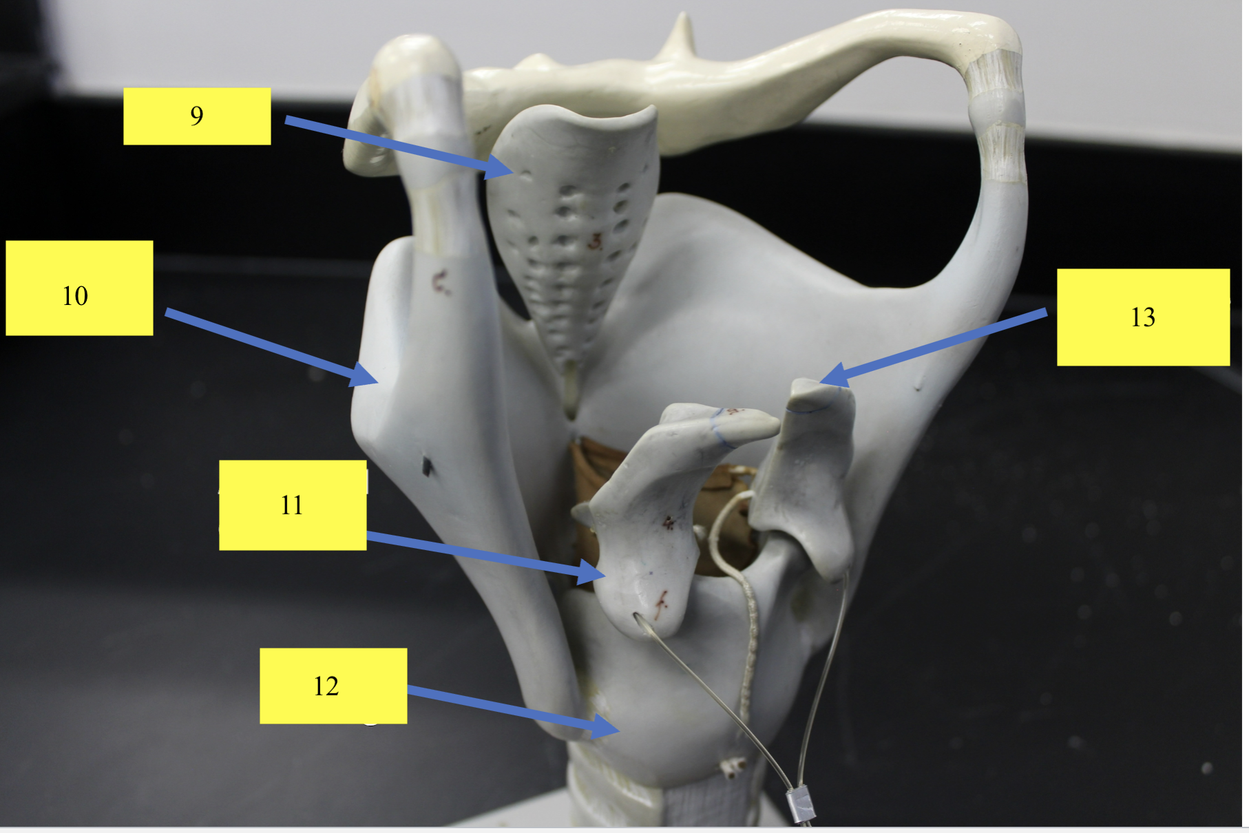 <p>structure 12 </p>