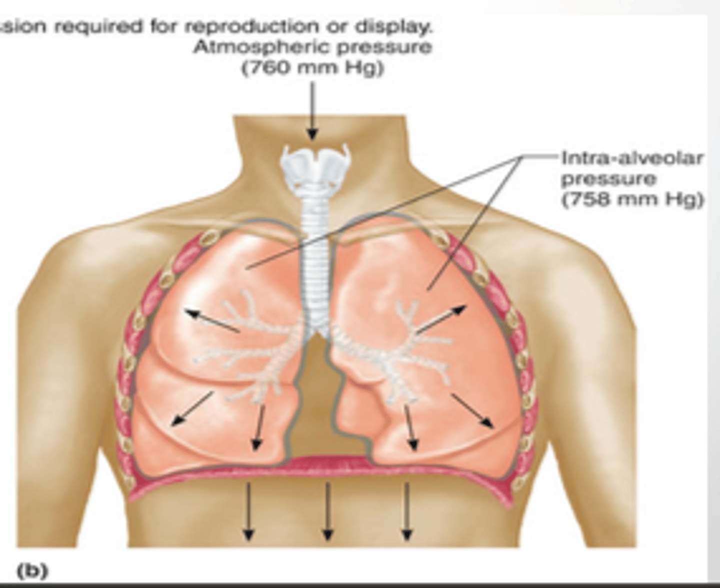<p>- increase (size in thorax)</p><p>- (a decrease in) pressure</p><p>i.e., the pressure of the lungs is lower than the atmosphere, and air travels via pressure gradient from high to low</p>
