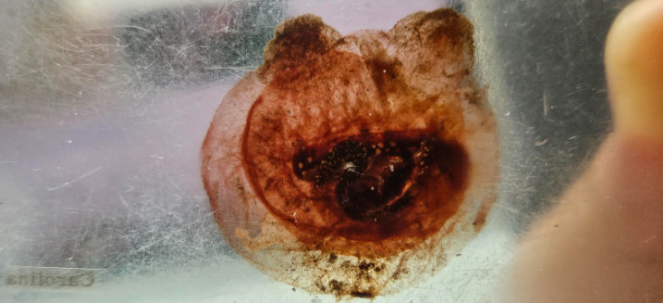 <p>What is the subphylum of this specimen?</p>