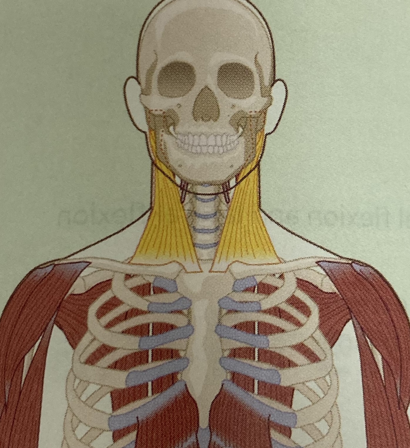 <ul><li><p>category: neck musclature</p></li><li><p>origin: sternum and clavicle</p></li><li><p>insertion: skull</p></li><li><p>isolated function: concentric cervical flexion, rotation, and lateral flexion</p></li><li><p>integrated function: eccentric cervical extension, rotation, and lateral flexion</p></li><li><p>stabilizes the cervical spine and acromioclavicular joint</p></li></ul><p></p>