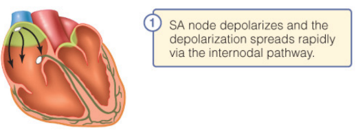 It is located in the right atrium and is the primary pacemaker for the heart. It causes an impulse that spreads over both atria.
