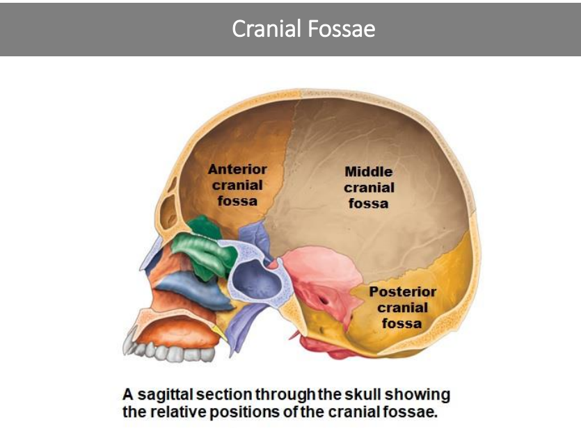 <ul><li><p>Anterior cranial fossa</p></li><li><p>Middle Cranial fossa</p></li><li><p>Posterior Cranial fossa</p></li></ul>