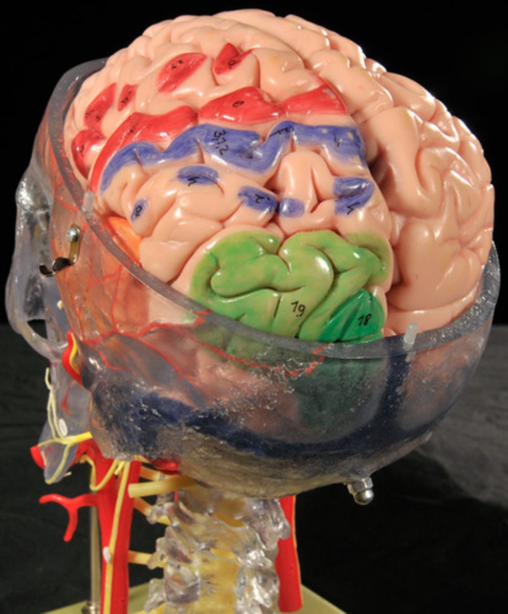 <p>Central Sulcus,</p><p>Precentral gyrus,</p><p>Postcentral gyrus</p>