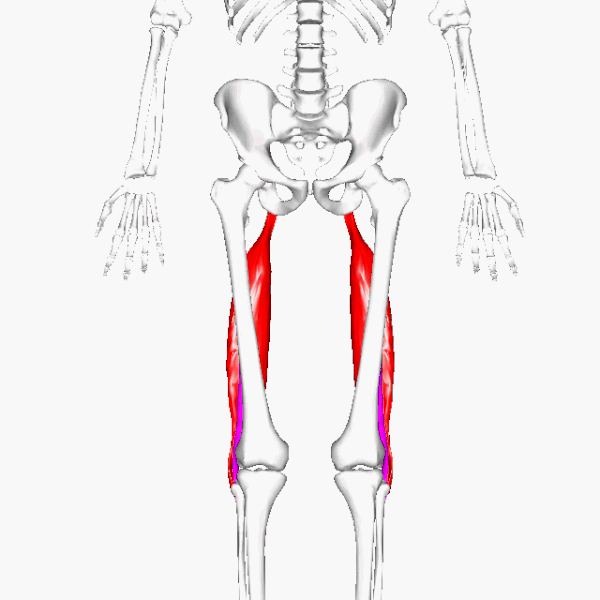 <p>Lateral hamstring; </p><p>2 heads </p><p> 'Bi = two heads'</p>