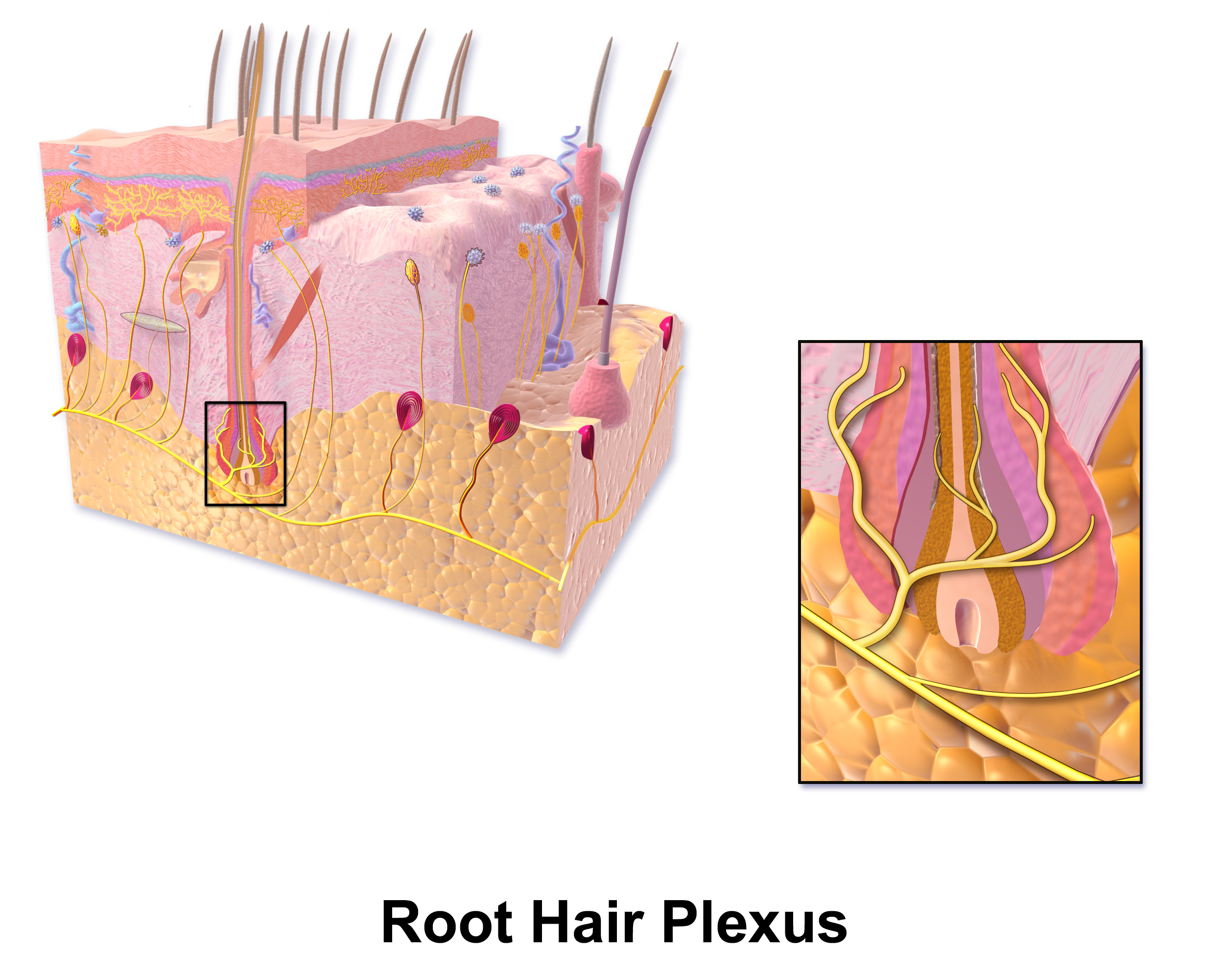 <p>root hair plexus </p>