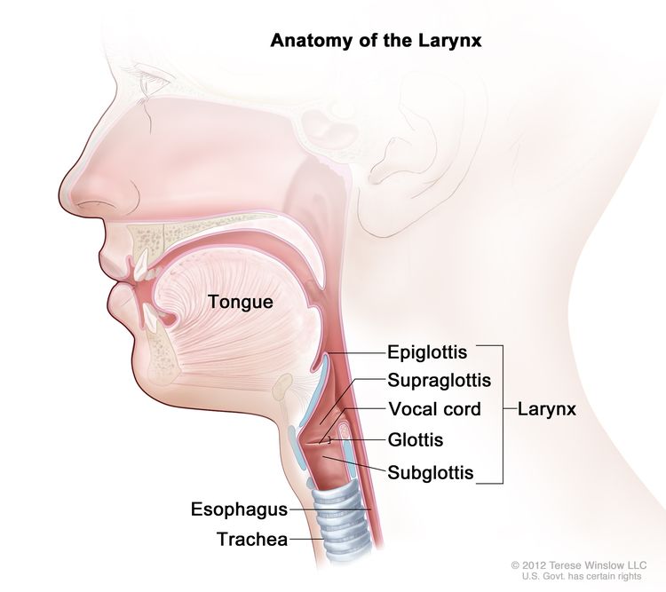 <ol><li><p>Salivary glands - deliver saliva to lubricate food, this contributes to mechanical digestion as it increases the surface area allowing chemical digestion to happen quickly with the usage of salivary amylase</p></li><li><p>Tongue shapes food into a bolus and provides help with swallowing</p></li><li><p>Throat region is called the pharynx which opens the esophagus and trachea (windpipe)</p></li><li><p>Swallowing causes the epiglottis to block entry to the trachea</p></li><li><p>The esophagus conducts food from pharynx down to stomach by peristalsis</p></li></ol><p></p>