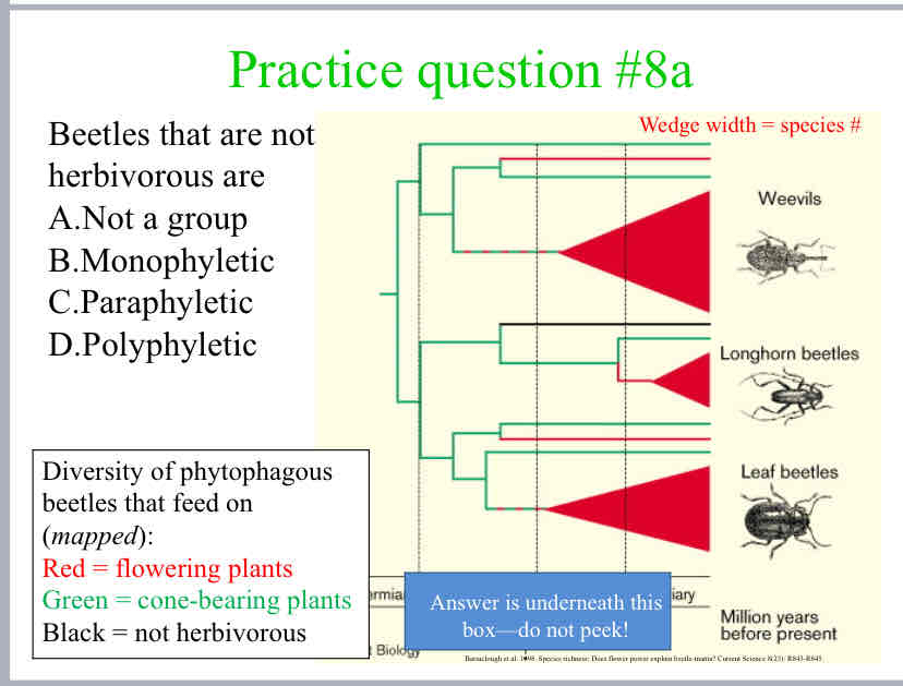 <p>Beetles that are not herbivorous are</p>