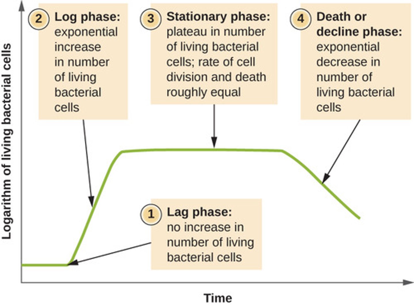 <p>death phase</p>