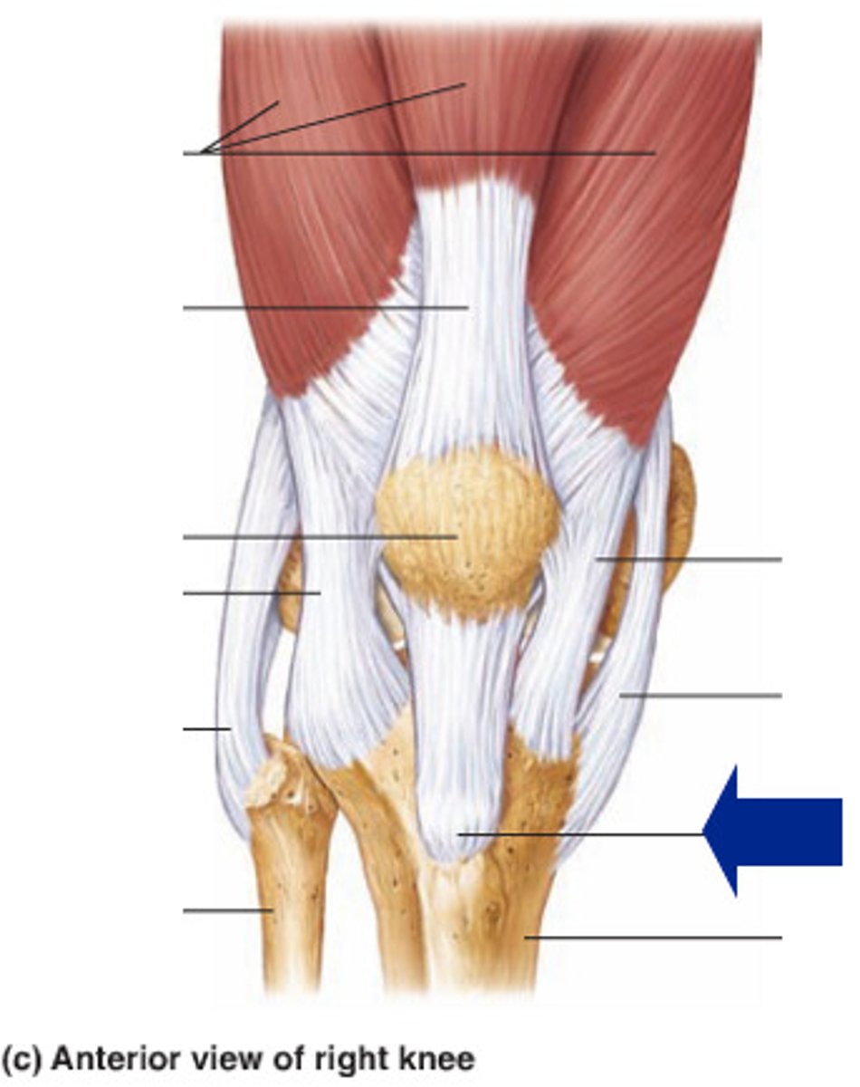 <p>Connects the patella to the tibial tuberosity.</p>