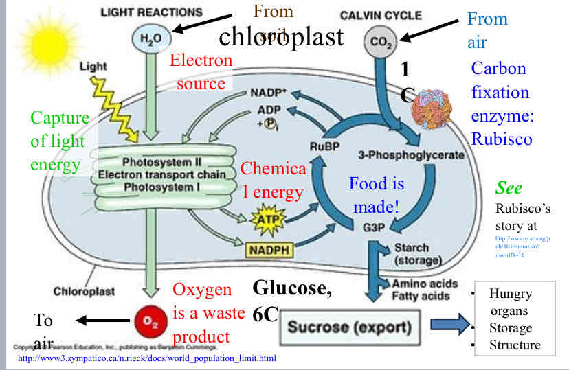 <p>What is the name of this process ? </p>