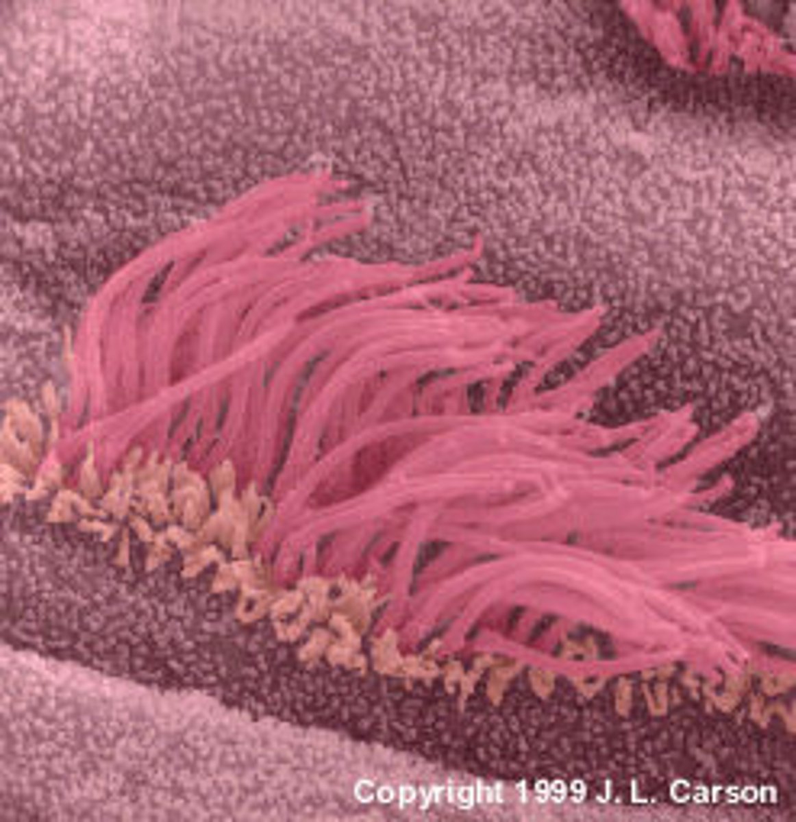 <p>short, numerous projections that look like hairs made of microtubules; move back and forth to move the cell or "sweep" substances out of the cell.</p>