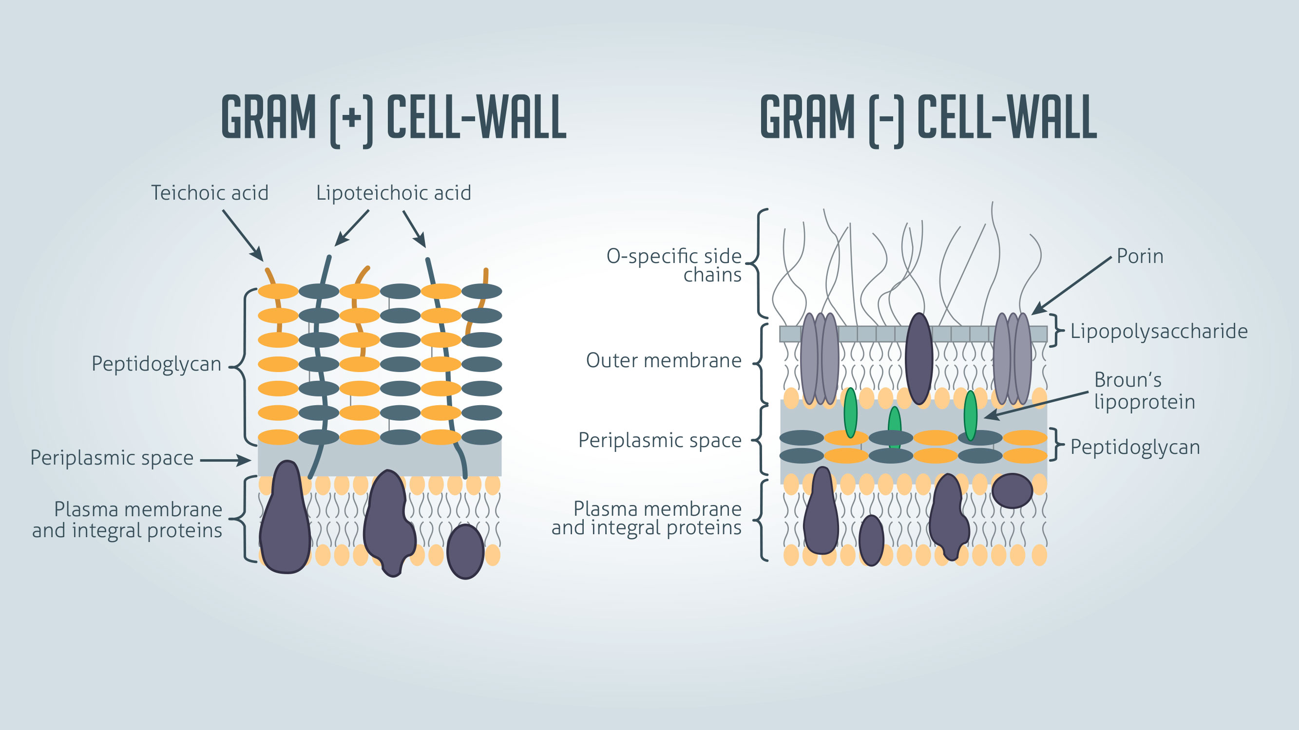 <ul><li><p>thin, single layer of peptidoglycan </p></li><li><p>outer membrane: </p><ul><li><p>lipopolysaccharides, lipoproteins, phospholipids</p><ul><li><p>Lipid A portion of LPS can cause fever, vasodilation, inflammation, shock, and blood clotting</p></li></ul></li><li><p>may impede treatment of disease</p></li></ul></li></ul><p></p>