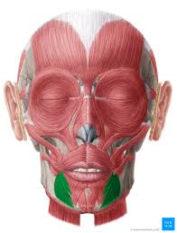 <p>muscle of facial expression [depresses angle of mouth] <em>origin: lower border of mandible, insertion: into lip near angle of mouth</em></p>