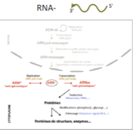 <ul><li><p class="">Génome toujours <strong>associé à des protéines</strong> (ARN polymérase et protéines de capsides).</p></li><li><p class="">Nécessitent d’avoir l’<strong>ARN polymérase virale dans le virion</strong>.</p></li><li><p class="">Produisent :</p><ul><li><p class="">un <strong>ARN+ anti-génomique</strong> → matrice pour le génome</p></li><li><p class="">un <strong>ARN subgénomique (plus court que la séquence complète du génome)</strong> → traduit en protéines virales, dont l’ARN polymérase qui doit être emmené dans le virion.</p></li></ul></li></ul><p></p>