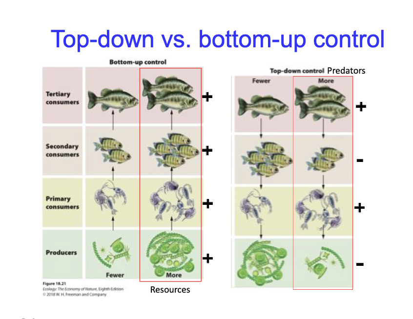 <p>Top down vs bottom up control</p>