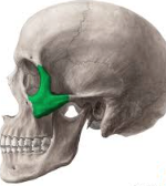 <p>What bone of the skull is this?</p>