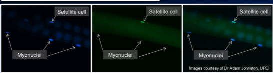 \-an antibody is specific to a protein, so they tag fluorescence to an antibody that is specific to protein in nucleus, then add to muscle fibre and see where the nuclei light up 

\-then put another dif colour antibody to specific protein only in satellite cells (PAX7 protein) and see dif locations of these based on dif colours

\-satellite cells can potentially “roam” around and got adcanent muscle cells 