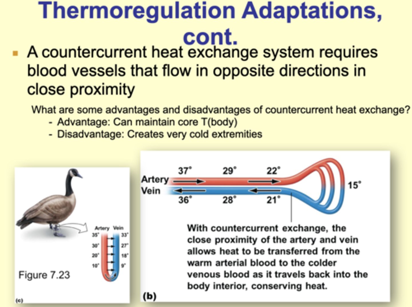 <p>Disadvantage: Creates very cold extremities</p>