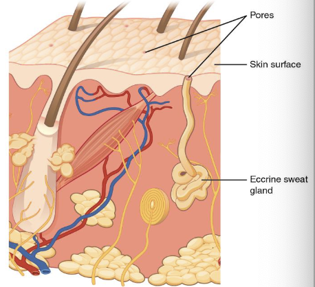 <p>Skin glands - 4 types</p>