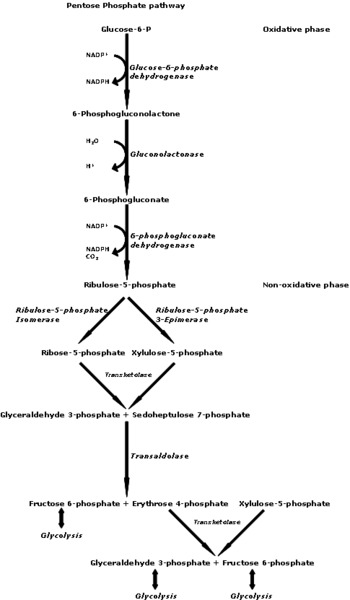 <p>PP pathway variant for energy generation</p>