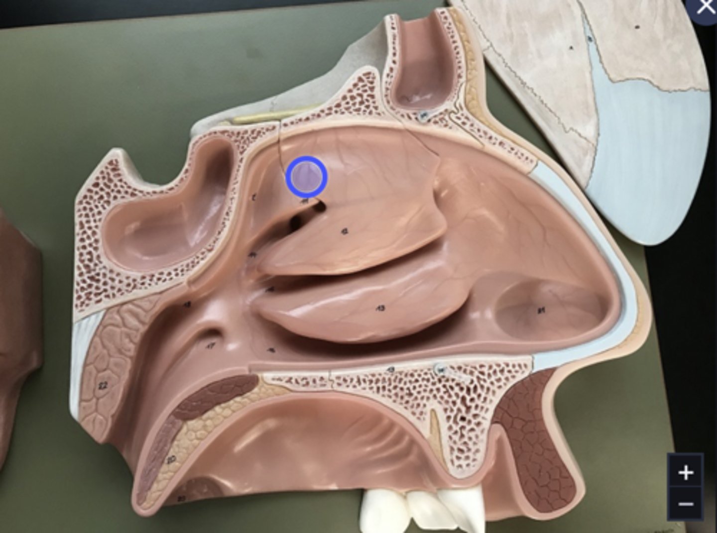 knowt flashcard image