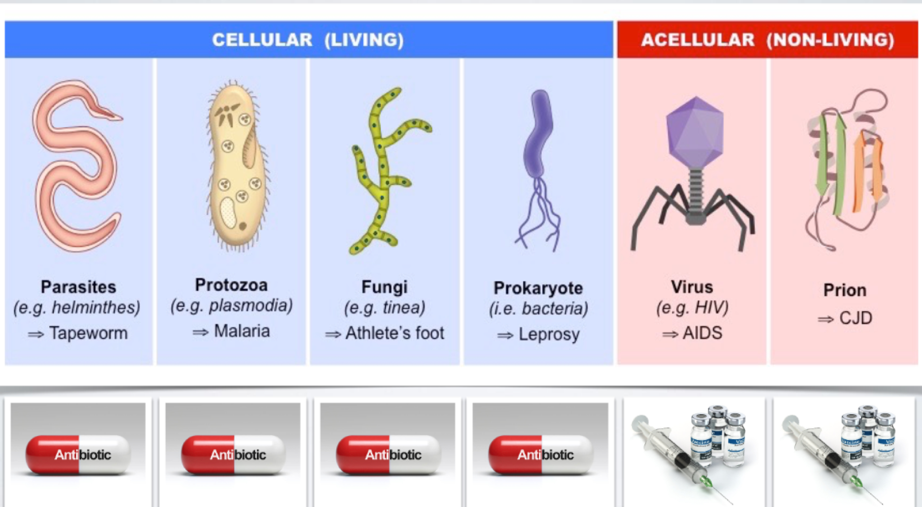 <ul><li><p><span>antibiotics were created for soldiers b/c they were dying from infections in the trenches during WW2</span></p></li><li><p><span>pills - chemical weapons that selectively kill pathogens</span></p></li><li><p><span>shots - advanced training program for the immune system </span></p></li></ul><p></p>