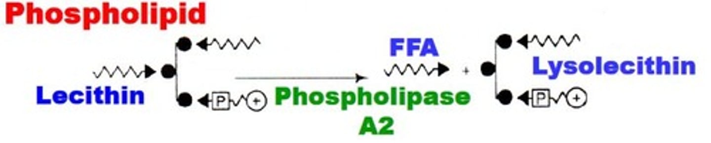 <p>Releases FFAs to yield lysophospholipids (Lysolecithin)</p>