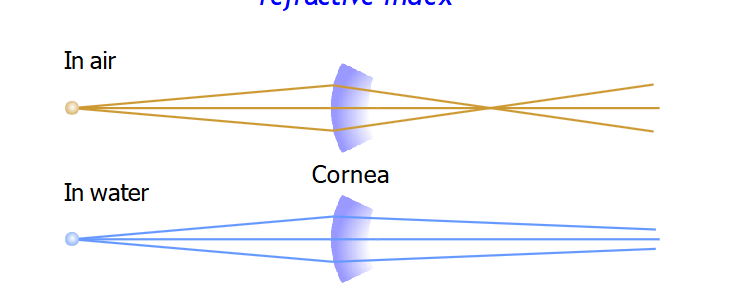 <p>With the pupil focusing light, the retinal image becomes dim because the hole of the pupil doesn’t allow much light to come in.</p><p>But we also can’t enlarge the hole cuz then it would become too blurry.</p><p>Overcome this through refraction.</p><ul><li><p>The bending of light as it moves from one material to another</p></li></ul><p>Light goes from the air to our cornea → The cornea is made of clear collagen and has a different refractive index than air → difference in material causes the light to bend → sharper vision</p><p>The cornea does 2/3 of the refraction and the lens does 1/3</p><p></p>