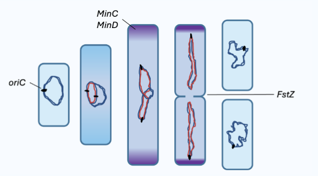 <p>They happen <strong>at the same time and are directly linked</strong></p><p>In bacteria (binary fission): </p><ul><li><p>There is <strong>no nucleus</strong></p></li><li><p>There are <strong>no distinct cell-cycle phases</strong> like G1, S, G2, M</p></li><li><p>DNA replication <strong>starts early</strong> and continues <strong>as the cell grows</strong></p></li></ul><p>So instead of:</p><ol><li><p>Grow</p></li><li><p>Replicate DNA</p></li><li><p>Divide</p></li></ol><p> </p><p>…it’s more like:</p><ol><li><p><strong>Grow + replicate DNA simultaneously</strong></p></li><li><p>Segregate DNA</p></li><li><p>Divide</p></li></ol><p></p>