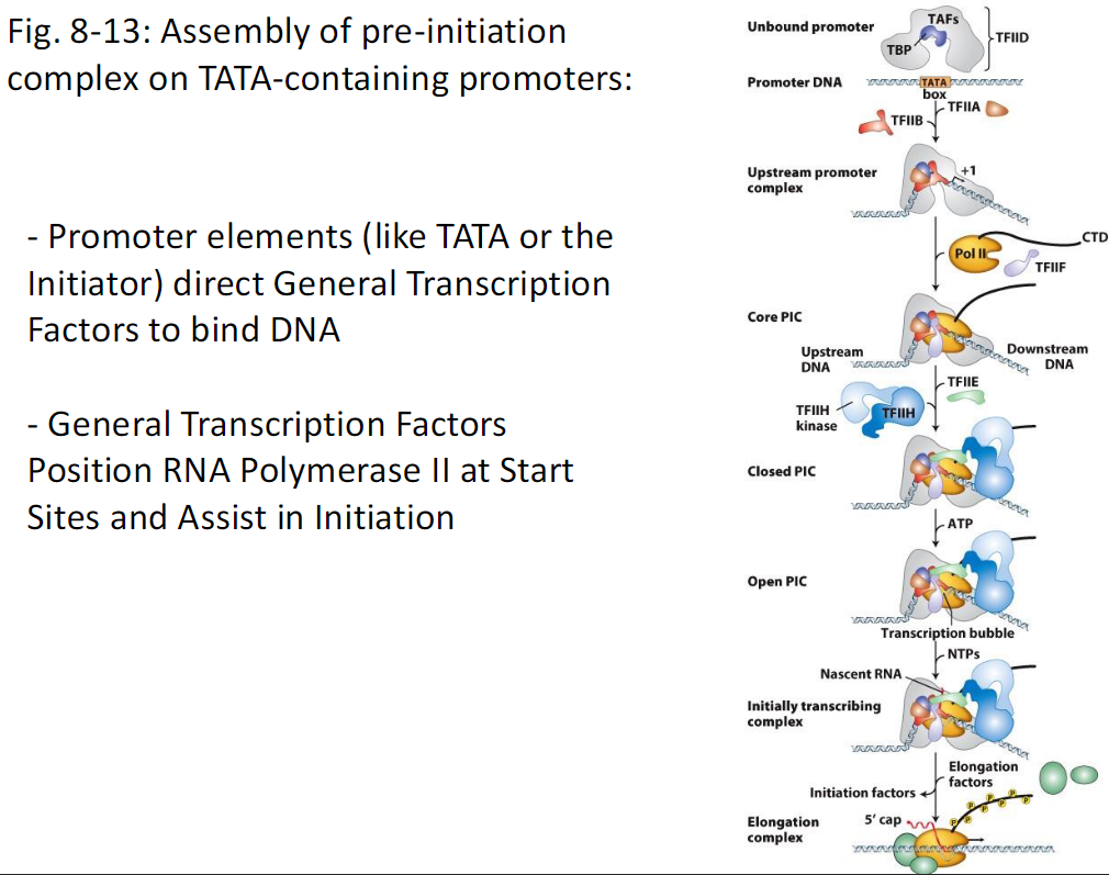 <p><strong>Promoter Elements</strong><br> Promoter elements such as the TATA box or Initiator direct General Transcription Factors to bind DNA</p><p><strong>Unbound Promoter</strong><br> Promoter DNA contains a TATA box<br> TFIID binds first<br>  TFIID contains TBP and TAFs<br>  TBP binds the TATA box</p><p><strong>Upstream Promoter Complex</strong><br> TFIIA and TFIIB bind to stabilize TBP on DNA<br> This forms the upstream promoter complex</p><p><strong>Core Pre-Initiation Complex Core PIC</strong><br> RNA Polymerase II binds with TFIIF<br>  Pol II contains a CTD tail<br> TFIIE and TFIIH bind<br> Upstream and downstream DNA are positioned<br> This forms the closed PIC</p><p><strong>Open Pre-Initiation Complex Open PIC</strong><br> TFIIH uses ATP<br> DNA is unwound forming a transcription bubble</p><p><strong>Initially Transcribing Complex</strong><br> NTPs are added<br> Nascent RNA is synthesized<br> Initiation factors are present</p><p><strong>Elongation Complex</strong><br> RNA Polymerase II escapes the promoter<br> Elongation factors associate<br> 5′ cap is added to the RNA</p>