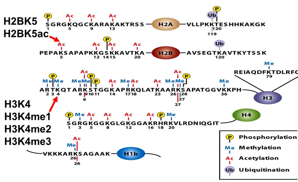 <p>trimethyl lysine 27 on histone 3 = H3 K 27 me3</p><p>DNA transcription regulated by posttranslational modifications to histones</p><p>to designate a modification, (histone protein) (amino acid letter) (# position of aa at N terminus) (covalent modification)</p>