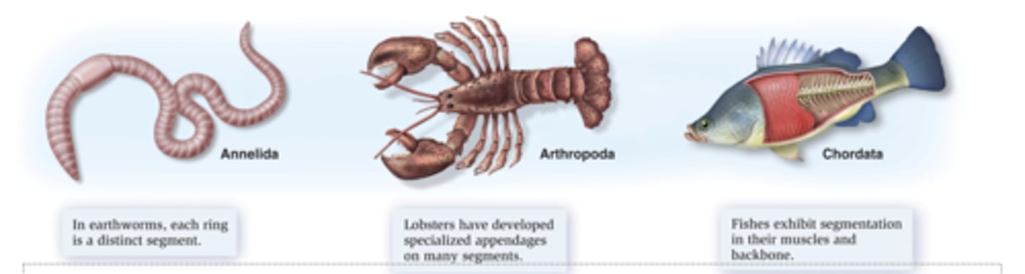 <p>body may divide into segments/regions </p><p>(ex: occurs in annelid worms) </p><p>This allows specialization of body region</p>
