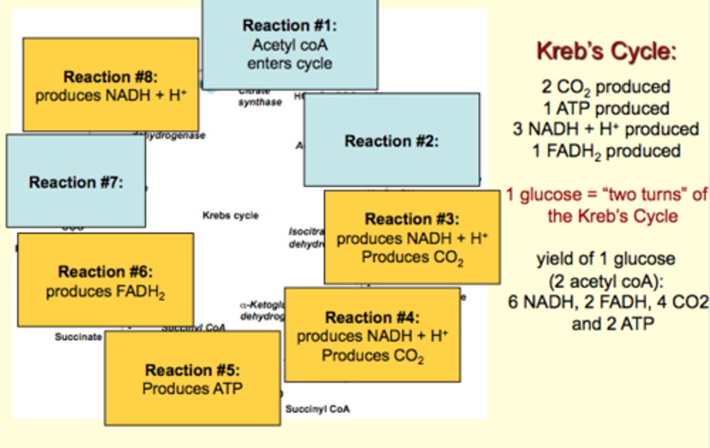 <p>**2 turns of the cycle per glucose molecule</p>