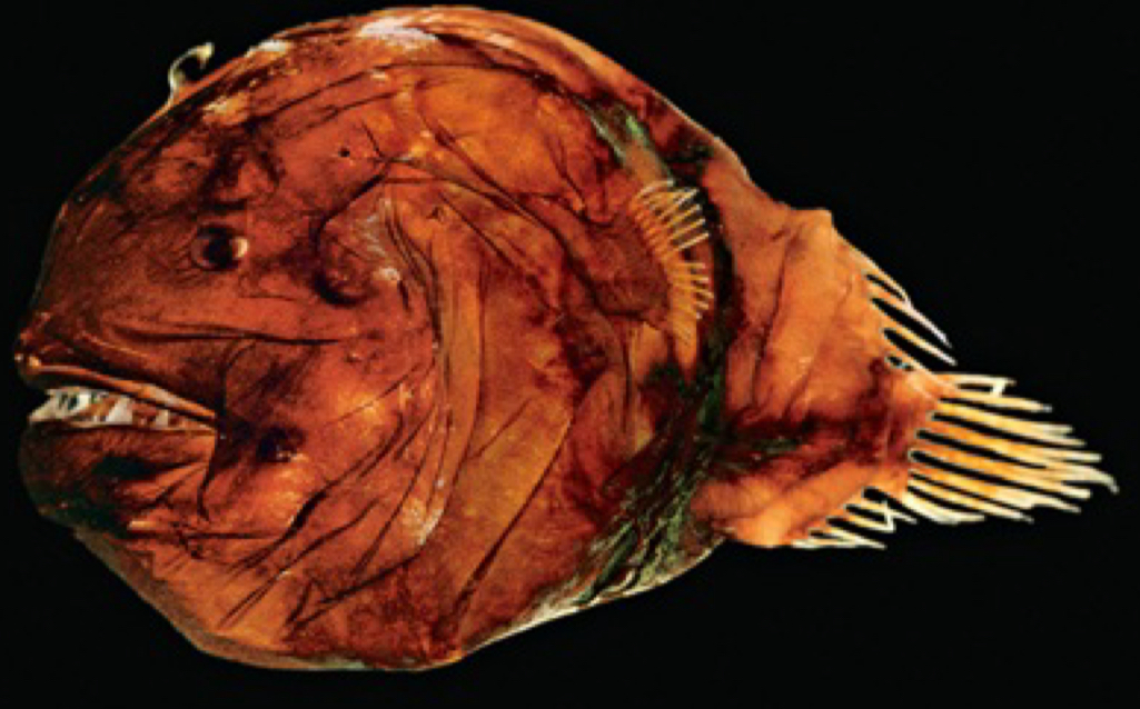 <p>What body shape is this fish?</p>