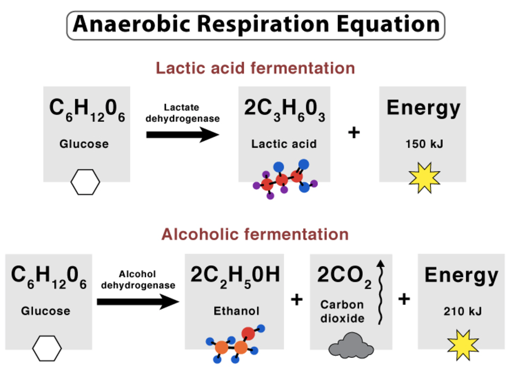 <p>Define <strong>anerobic respiration.</strong></p>