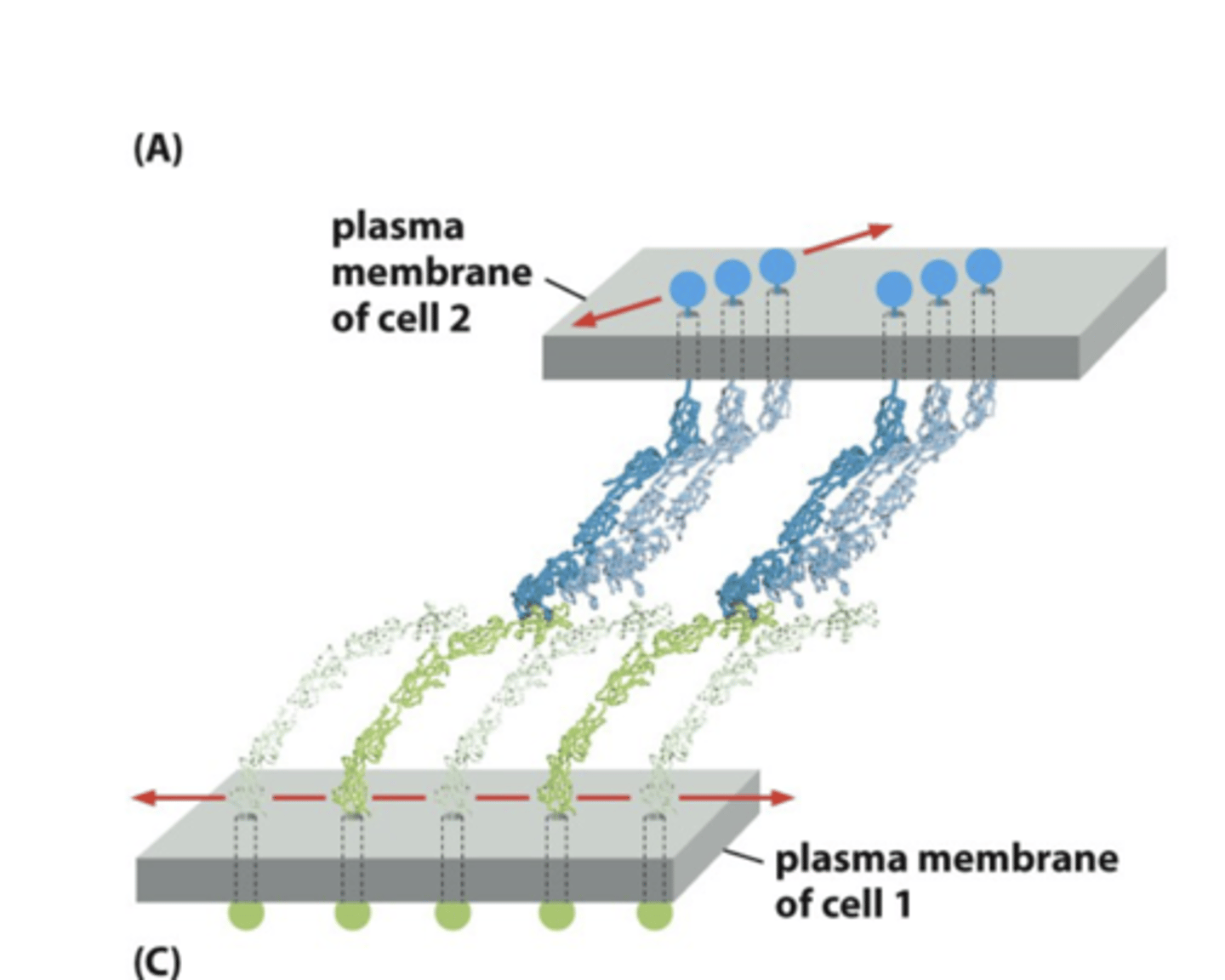 <p>"Velcro fro cell" = cell-cell adhesion</p><p>--&gt; bind at N-terminal tups</p>