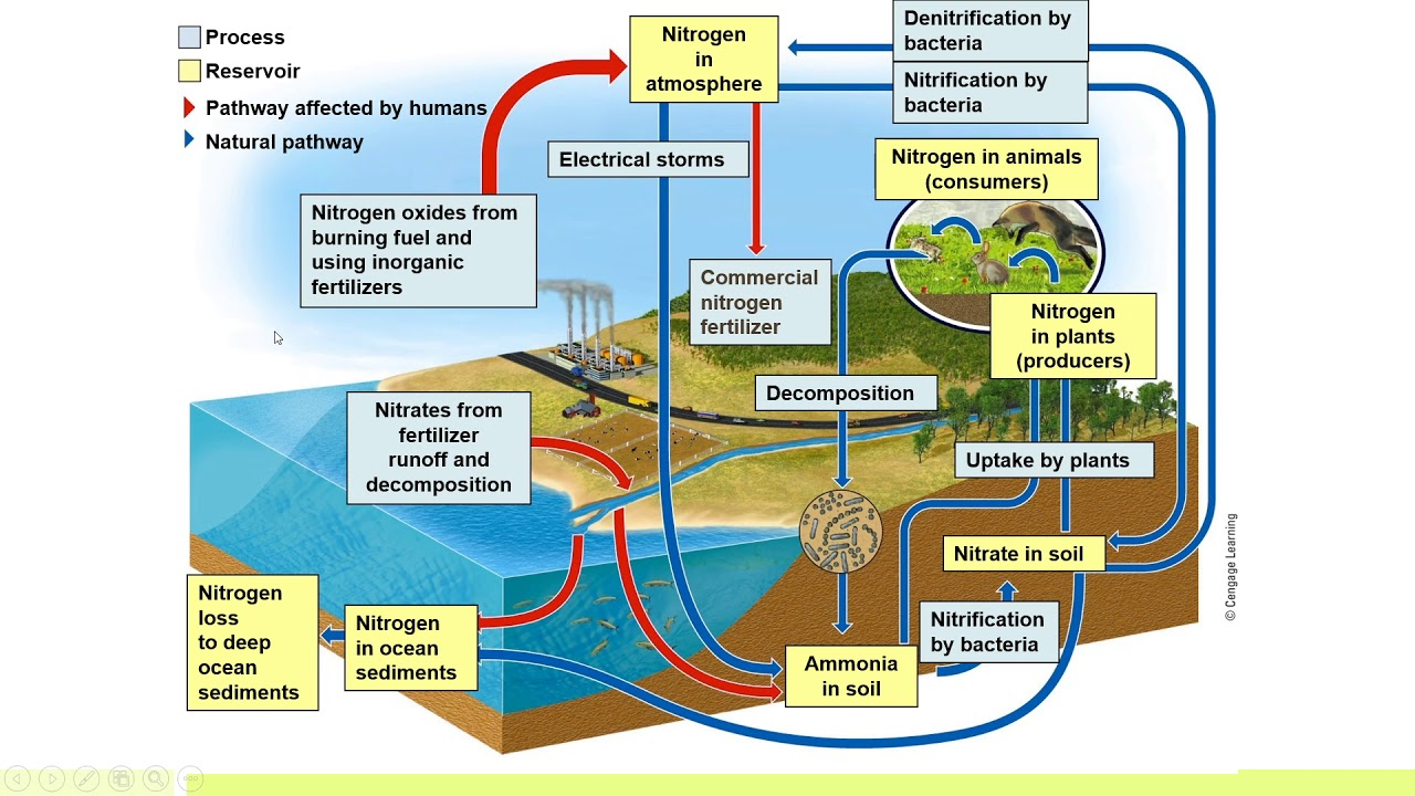 <p>important element used to form amino acids, protiends, nucleic acids, dna, n rna</p><p>the movement of nitrogen around the biosphere among sources and sinks</p><p>adding too much nitrogen to ecosystems</p><ul><li><p>adding nitrogen to soil → increase in atmospheric nitrogen</p></li><li><p>leeching (transporting dissolved molecules thru soils via ground water) → alter ecosystem populations</p></li></ul><p></p>