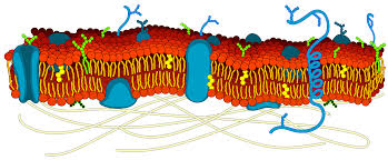 <p>Label the components of a cell membrane:</p>