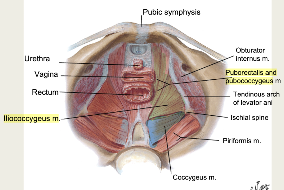 <p>What is innervation to the <strong>levator ani muscles</strong> of pelvic diaphragm?</p>