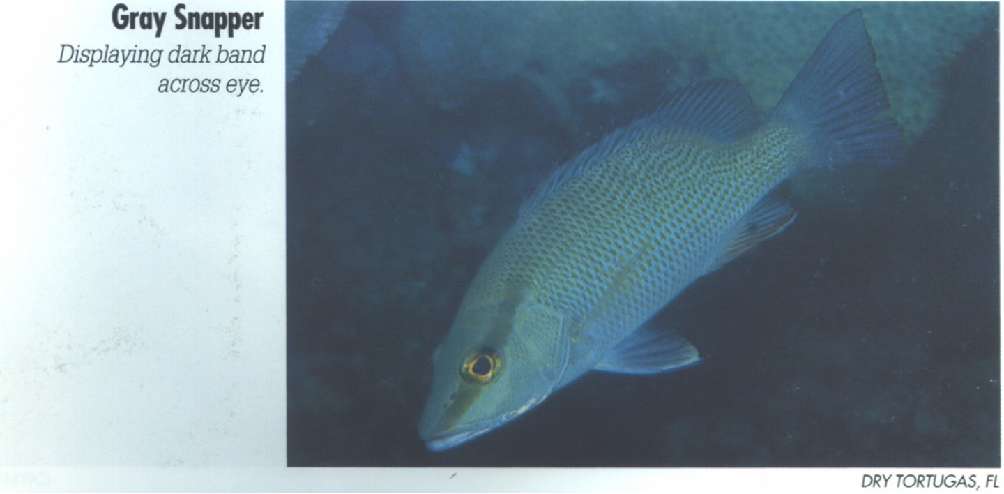 <p><span>Often no distinguishing features; identification can be by process of elimination.&nbsp; (Similar Cubera Snapper, <em>L. cyanopterus</em>, distinguished by large size, blunter head and more pronounced lips.) 1. Darkish band occasionally runs from lip across eye.&nbsp;</span></p>