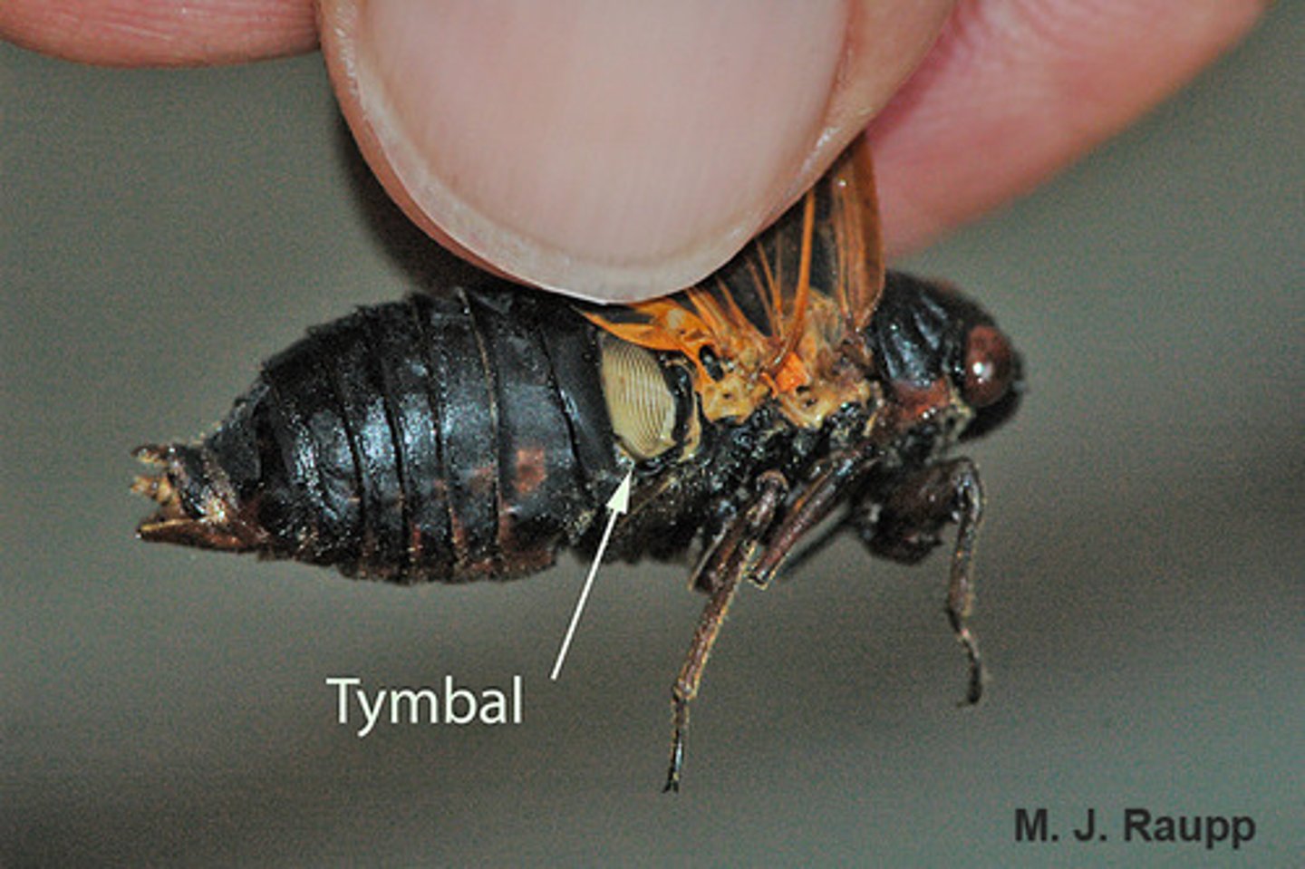 <p>- on sides of the abdominal segments</p><p>- found in males to attract mates</p>
