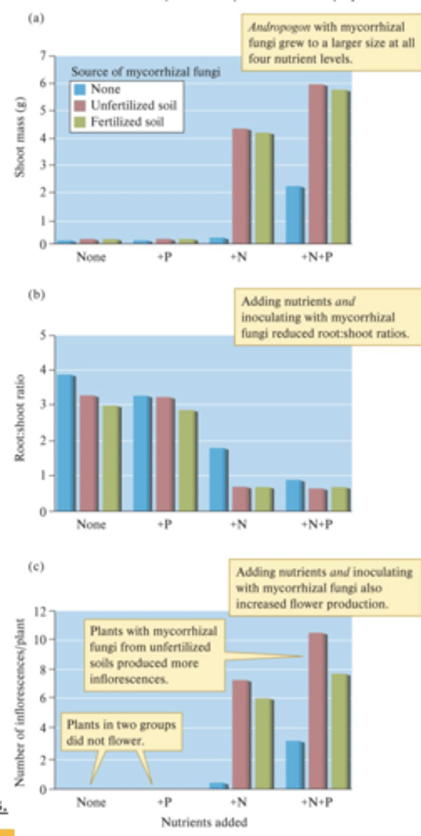 <p>- Higher shoot mass with mycorrhizae and nutrient supplements (can invest more resources into shoot)</p><p>- Higher root:shoot ratios in low-nitrogen conditions (scarce nitrogen = more resources are allocated to roots)</p><p>- Inflorescences only with added nitrogen (flowering is expensive, and only with abundant nitrogen can it be invested into)</p><p>- Mycorrhiza transplanted from fertilized land results in fewer flowers than the one from unfertilized soil (fungi adapted to high-nutrient conditions, less priority in delivering nutrients; therefore, plant prioritizes survival instead of flowering in low-nutrient conditions)</p>