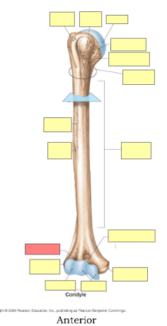 <p>is this a right or left humerus?</p>