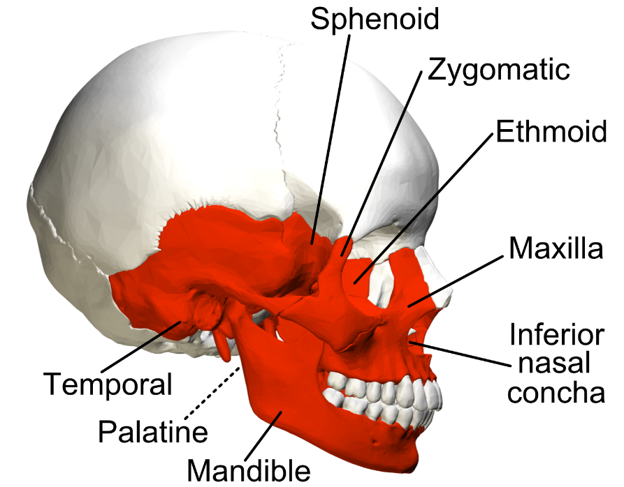<p>Examples of irregular bones include vertebrae, the sacrum, and facial bones including the mandible.</p>