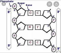 <p>Referring to the arrangement of sugar-phosphate backbones in a DNA double helix (they run in opposite 5’ to 3’ directions). </p>