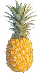 <p>pineapple</p>