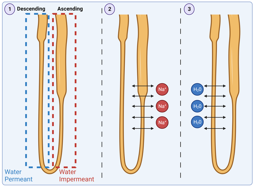 <p>1. Only descending loop permeant (permeable) to water (i.e. water cannot exit ascending tubule)</p><p>2. Ascending ↑ loop releases salts, which become reabsorbed by interstitial fluid/blood – creating hypertonic solution (higher salt conc.) in interstitial fluid around loop </p><p>3. This hypertonic interstitial fluid causes water to diffuse out of descending loop</p><p>• Blood flow around loop of Henle is counter to flow through loop of Henle. </p><p>• Freshly filtered blood (low in salt) first encounters ascending loop of Henle (pumping out salt)</p><p> • Encourages salt absorption</p><p>• This salt-rich blood then circulates around descending loop </p><p> • Water from descending loop moves into blood</p><p>• Maintains concentration gradients </p><p></p>